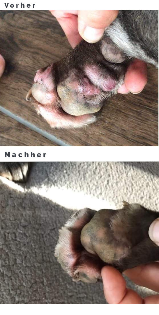 Lasertherapie Hund bei Pododermatitis